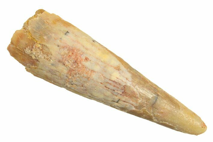 Fossil Pterosaur (Siroccopteryx) Tooth - Morocco #297018